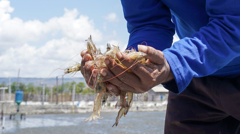 Manos sosteniendo camarones