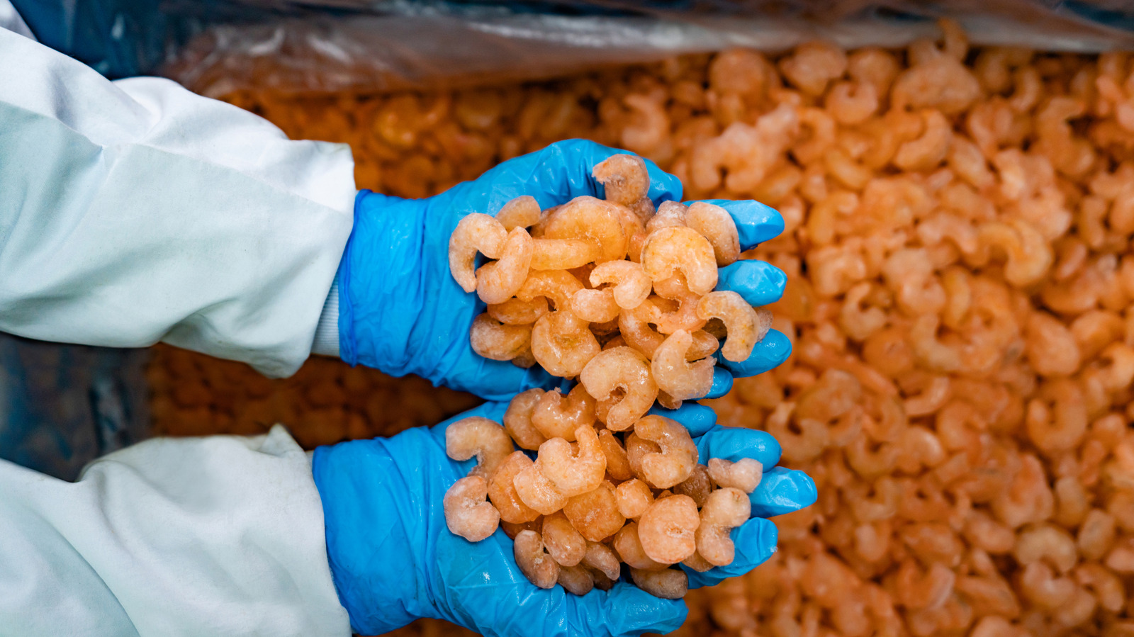 El país que produce más camarones del mundo no es Estados Unidos ni México