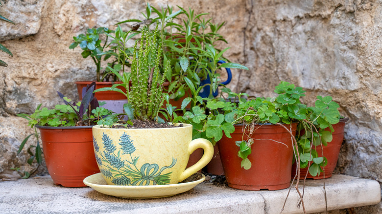 Plantas que crecen en una taza de té junto con plantas en macetas normales.