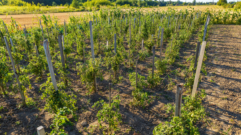 Plantas de tomate que crecen en un jardín soleado.