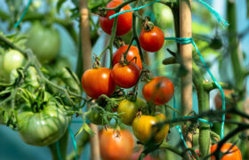 Por qué sus plantas de tomate necesitan tanta luz solar todos los días