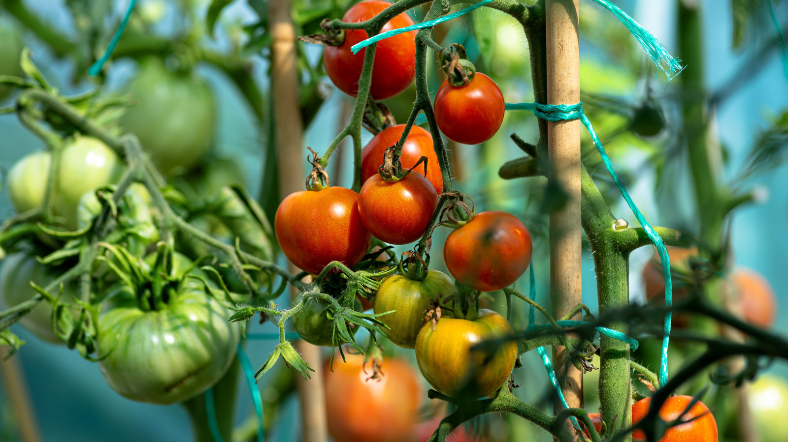 Por qué sus plantas de tomate necesitan tanta luz solar todos los días