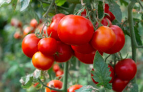 Por qué el coste de los tomates se disparará en 2026