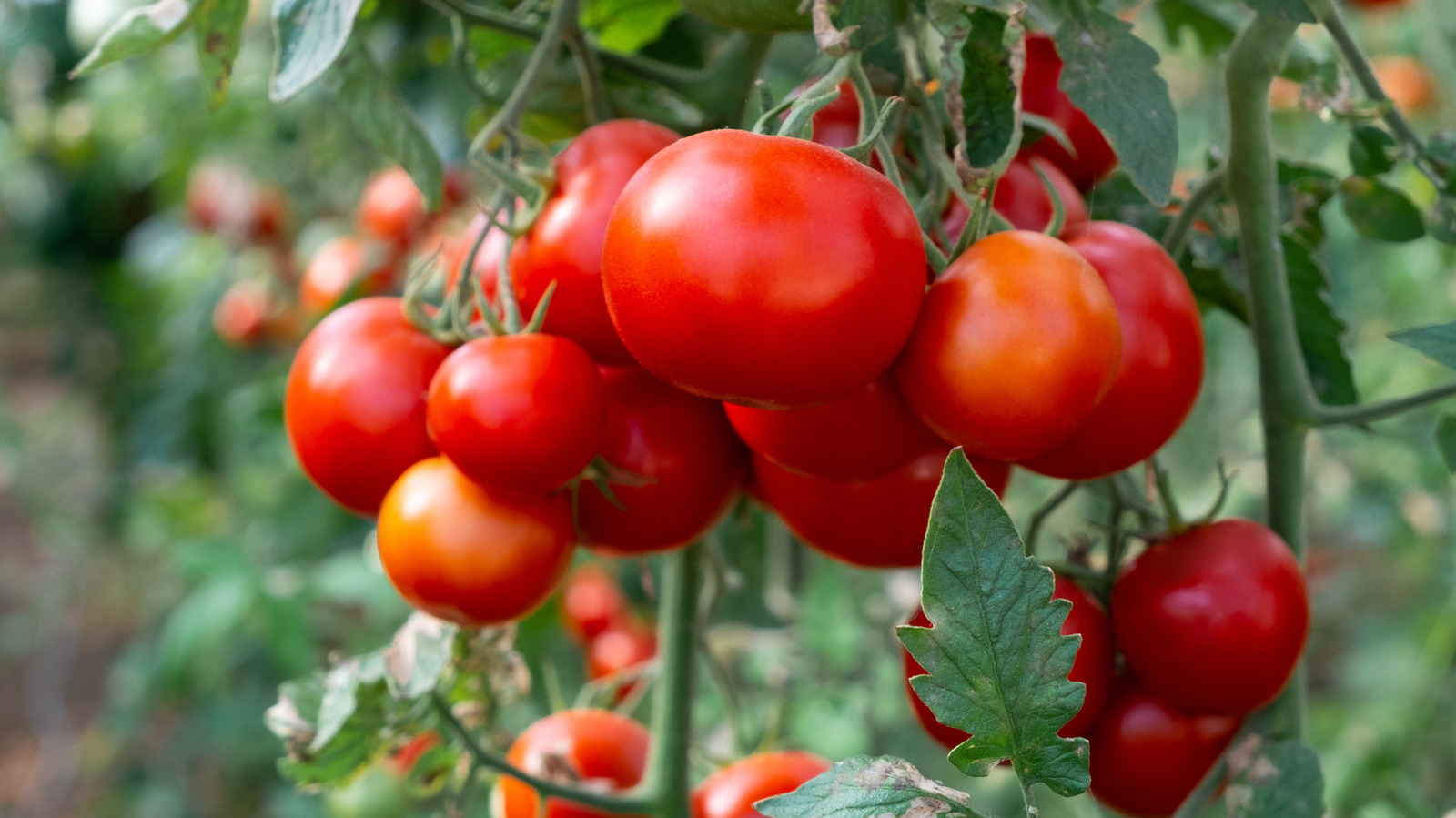 Por qué el coste de los tomates se disparará en 2026