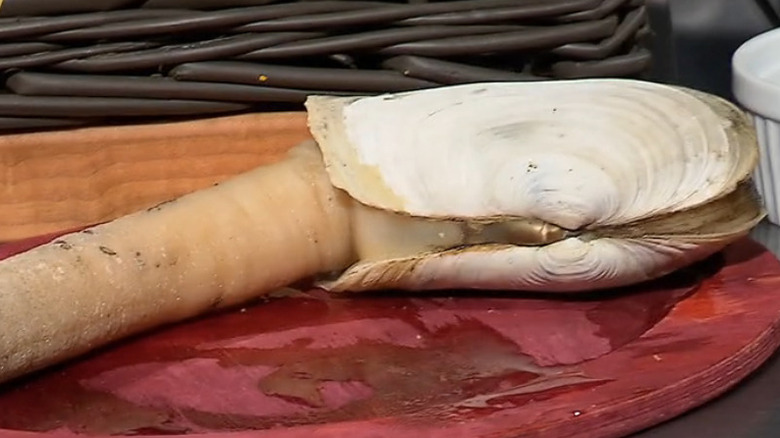 Geoduck en un plato en el programa de televisión. 