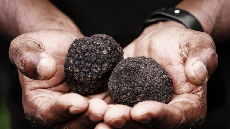 Dos trufas negras retenidas por un par de manos