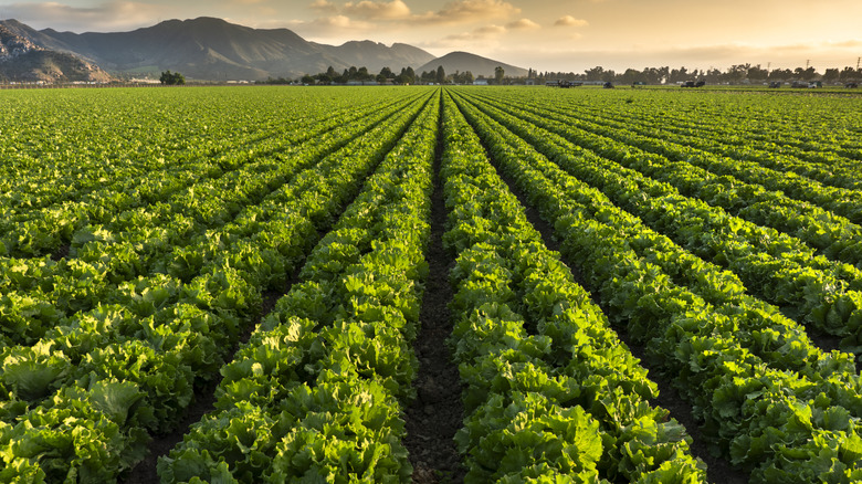 Un campo de lechuga que crece al aire libre al amanecer con las montañas de California al fondo