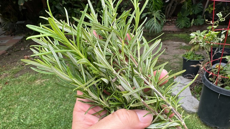 Una mano sosteniendo ramitas de romero en un jardín.