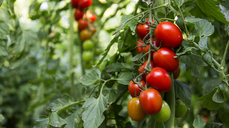 Tomates que crecen en una vid
