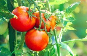 ¿Cuál es la vida media de las plantas de tomate en su jardín?