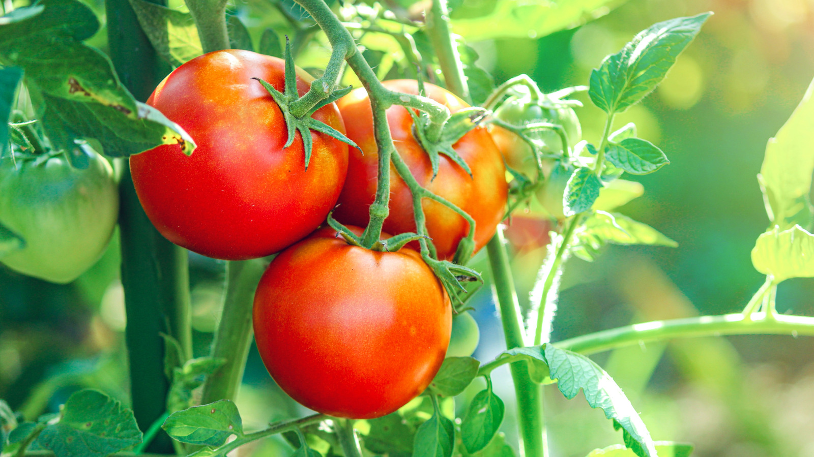 ¿Cuál es la vida media de las plantas de tomate en su jardín?