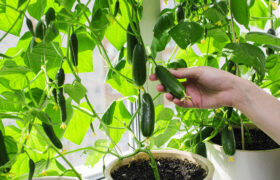 ¿Cuál es la vida útil promedio de las plantas de pepino?