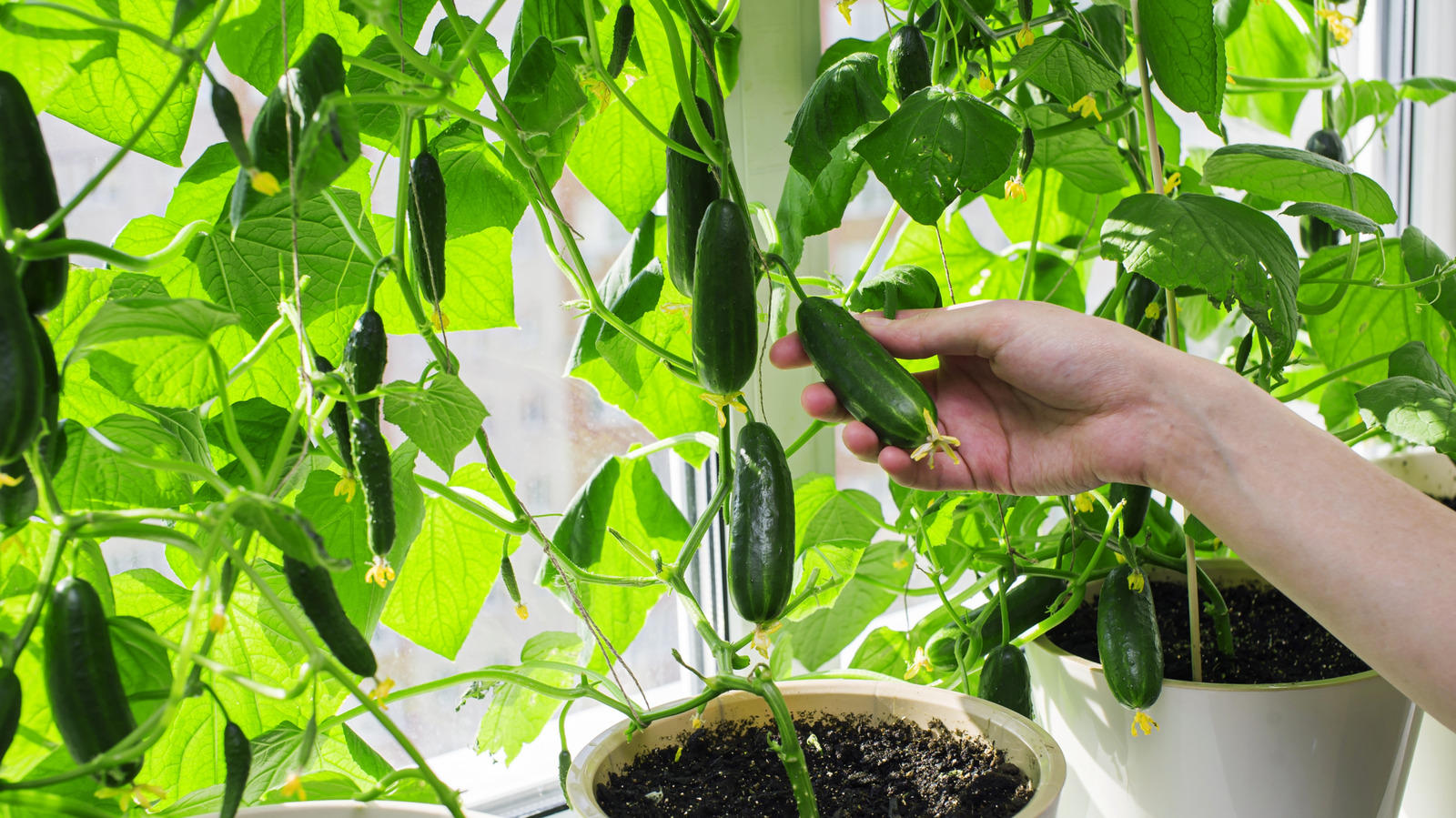 ¿Cuál es la vida útil promedio de las plantas de pepino?