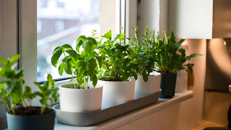 Alféizar con varias plantas en cornisa.