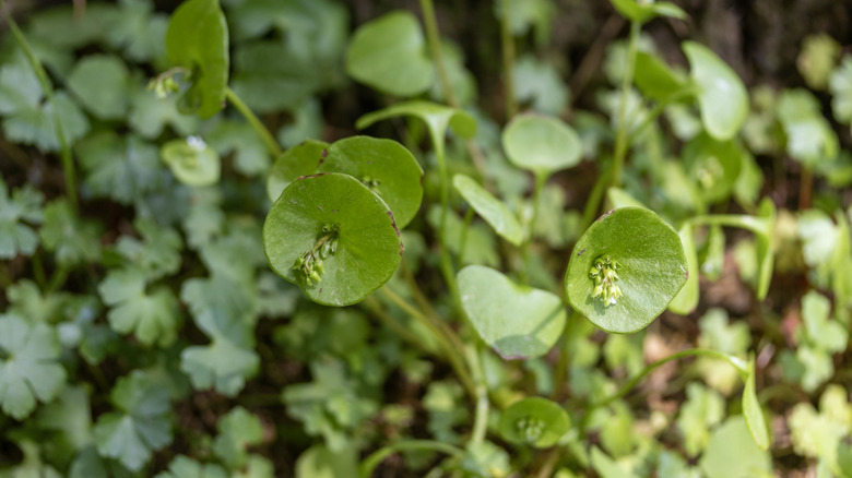 Lechuga minera creciendo en un bosque